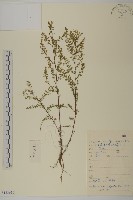 黃蒿藏品圖，第1張