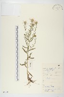 阿爾泰狗哇花藏品圖，第1張