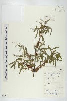 沙棘藏品圖，第1張