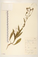 毛蓮菜藏品圖，第1張