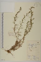 茵蔯蒿藏品圖，第1張