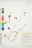 登錄號:S133672藏品圖，第1張