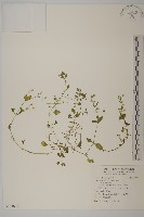 繁縷藏品圖，第1張