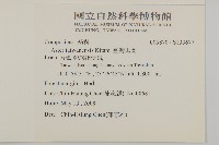 臺灣馬蘭藏品圖，第2張