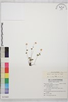 傅氏唐松草藏品圖，第1張