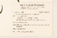 島田氏澤蘭藏品圖，第2張