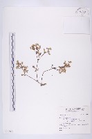 登錄號:S133696藏品圖，第1張