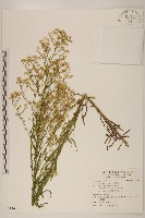 野塘蒿藏品圖，第1張