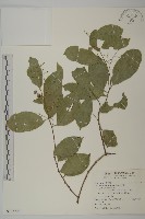 南華南蛇藤，青江藤藏品圖，第1張