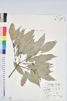 青剛櫟、鐵椆藏品圖，第1張