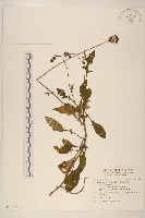 黃花三七草藏品圖，第1張