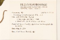 黃花三七草藏品圖，第2張