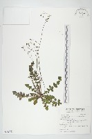 台灣黃鵪菜藏品圖，第1張