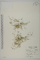 瓜槌草、漆姑草藏品圖，第1張