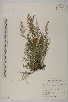 太魯閣艾藏品圖，第1張