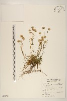 福山氏飛蓬藏品圖，第1張