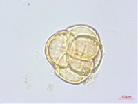 玉山鹿蹄草藏品圖，第2張