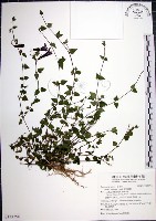 倒地蜈蚣藏品圖，第1張