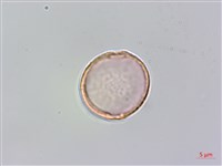 銳葉山黃麻藏品圖，第1張