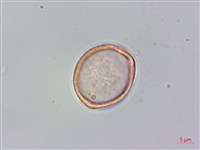 銳葉山黃麻藏品圖，第2張