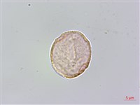 銳葉山黃麻藏品圖，第3張