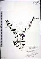 倒地蜈蚣藏品圖，第1張