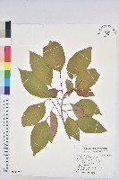 白臼藏品圖，第1張