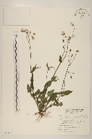 紫背草藏品圖，第1張