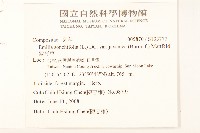 紫背草藏品圖，第2張