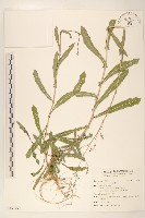 刺萵苣藏品圖，第1張