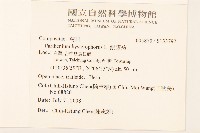 銀膠菊藏品圖，第2張