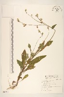 苦滇菜、苦菜藏品圖，第1張