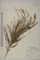 木麻黃藏品圖，第1張