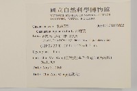 木麻黃藏品圖，第2張