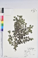 紅仔珠藏品圖，第1張