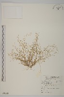 無心菜、鵝不食草藏品圖，第1張