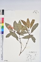 西施花藏品圖，第1張