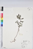 假紫斑大戟藏品圖，第1張