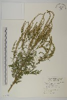 豬草、瘤果菊藏品圖，第1張