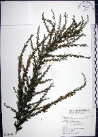 鐵掃帚、千里光藏品圖，第1張