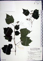 漢氏山葡萄藏品圖，第1張