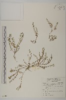 石胡荽、吐金草藏品圖，第1張