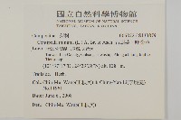 石胡荽、吐金草藏品圖，第2張