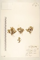 翅果假吐金菊藏品圖，第1張