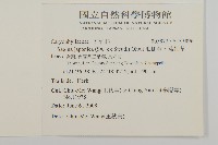 瓜槌草、漆姑草藏品圖，第2張