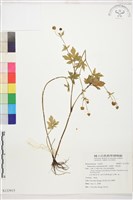 水辣菜、禺毛茛藏品圖，第1張