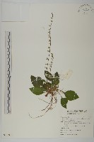 臺灣鬼督郵藏品圖，第1張