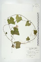 紅瓜藏品圖，第1張