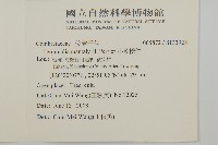 小葉欖仁藏品圖，第2張