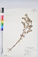 假紫斑大戟藏品圖，第1張